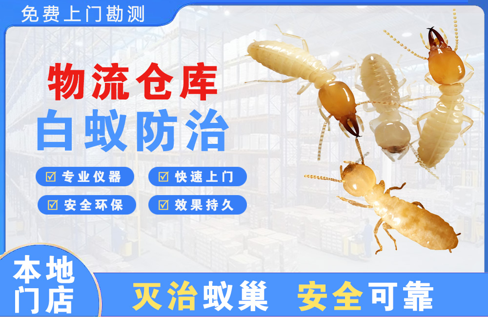 福鼎物流仓库白蚁防治
