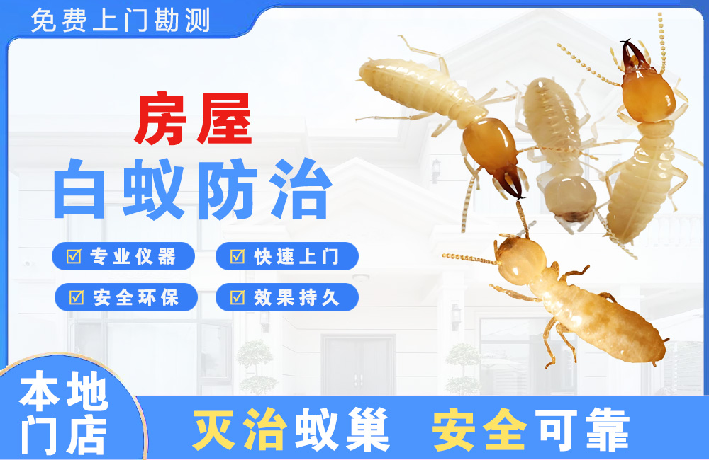 福鼎房屋白蚁防治